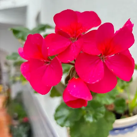 Pacoplaza Vakantiehuis Conil De La Frontera