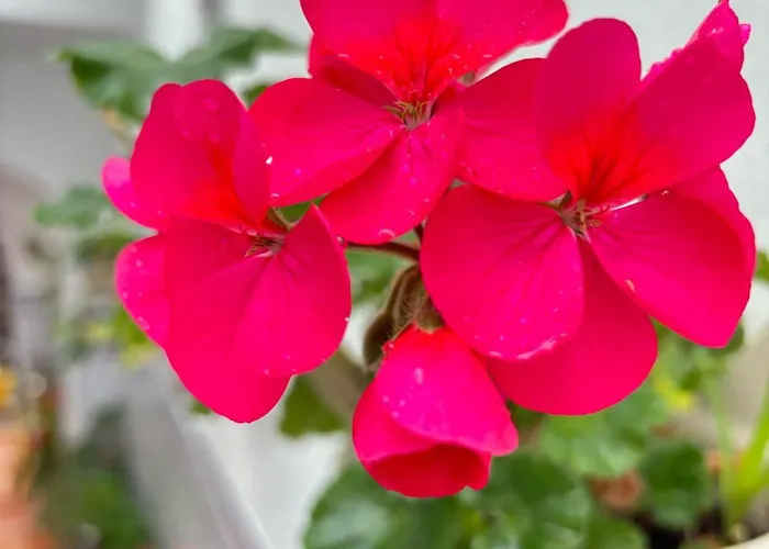 Pacoplaza Σπίτι διακοπών Conil De La Frontera