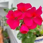 Pacoplaza بيت للعطل كونيل ذي لا فرونتيرا